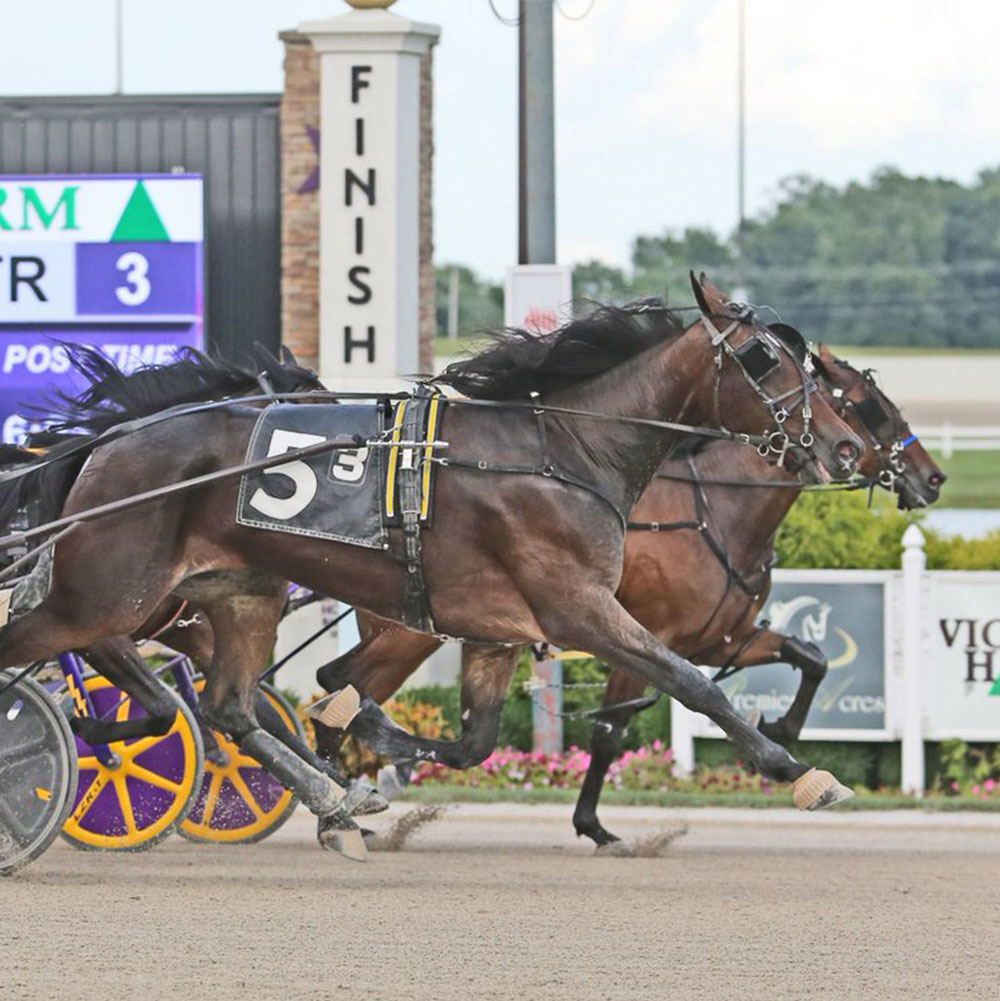 Equine sport racing